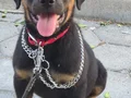 A kalite Rottwiler