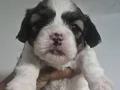 A kalite shih tzu bebekler 