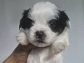 A kalite shih tzu bebekler 