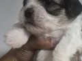 A kalite shih tzu bebekler 