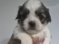 A kalite shih tzu bebekler 