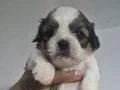 A kalite shih tzu bebekler 