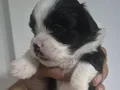 A kalite shih tzu bebekler 