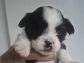 A kalite shih tzu bebekler 