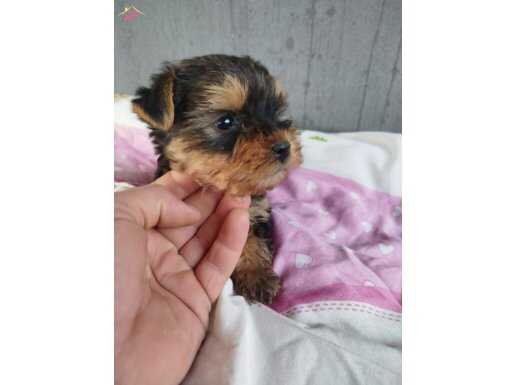 Mini Yorkie Bebekler