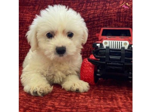 Harika Maltese Bebekler