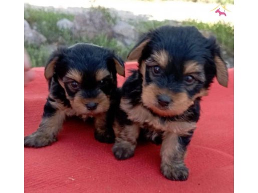 Tatlı Yorkie Bebekler