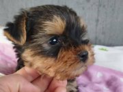 Mini Yorkie Bebekler