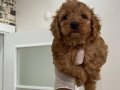 Toy Poodle Bebişler
