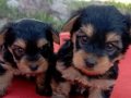 Tatlı Yorkie Bebekler