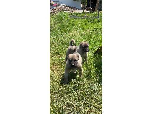 A KALİTE SİVAS KANGAL SORUNSUZ GÖNDERİM MEVCUT 