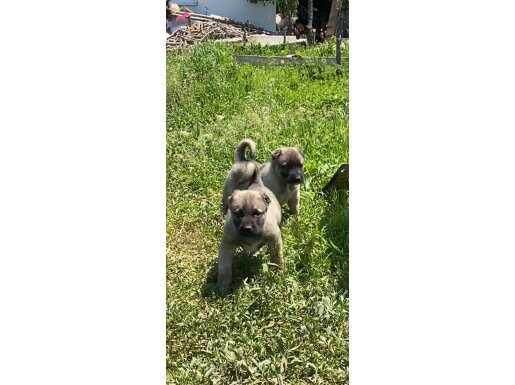 A KALİTE SİVAS KANGALARI GÖNDERİM MEVCUT 