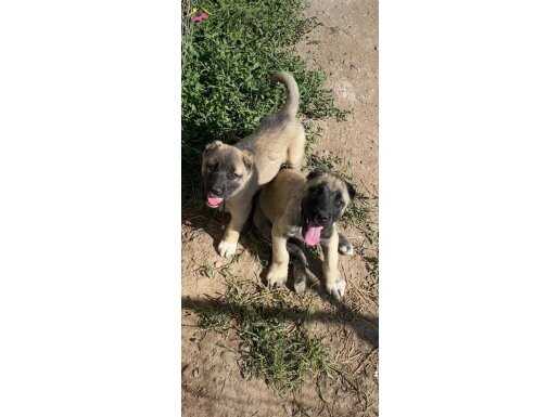 A KALİTE KANGAL TÜRKİYENİN HER YERİNE SORUNSUZ GÖNDERİM