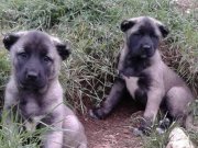 A KALİTE KANGAL YAVRYLAR 81 İLE SORUNSUZ GÖNDERİM 