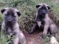 A KALİTE SAF KANGAL YAVRULAR GÖNDERİM YAPARIM