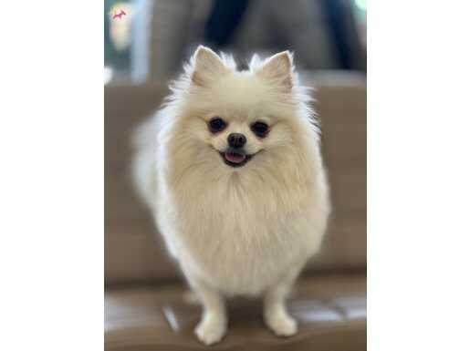 2/5 kg eğitimi var pasaport aşıları hepsi yapılmış 