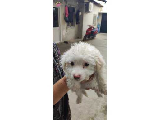 Yavrularmiz 3.5 ayliktir 