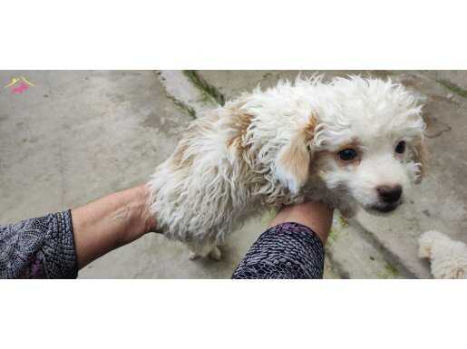 Kopeklerimiz saglikli ve guzeldir