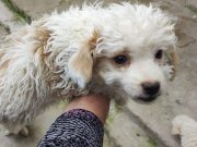 Kopeklerimiz saglikli ve guzeldir