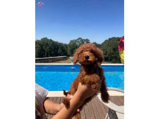 Toy Poodle Yavru Erkek Ve Dişi Yavrular Üçretsiz Teslimat