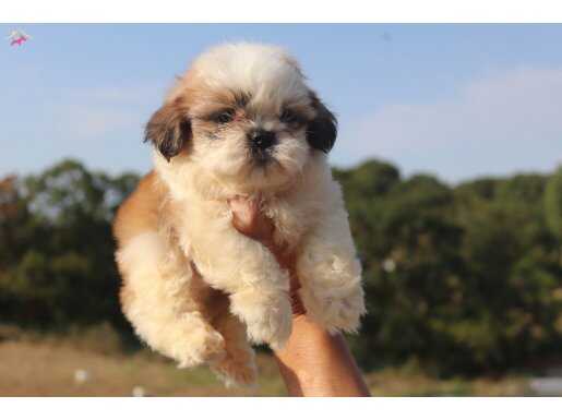 Orjinal Sağlıklı Parazit Yapılı Erkek Ve Dişi Shih Tzu Yavru