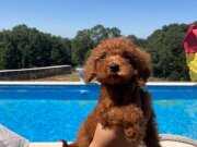 Toy Poodle Yavru Erkek Ve Dişi Yavrular Üçretsiz Teslimat