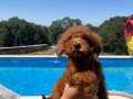 Toy Poodle Yavru Erkek Ve Dişi Yavrular Üçretsiz Teslimat