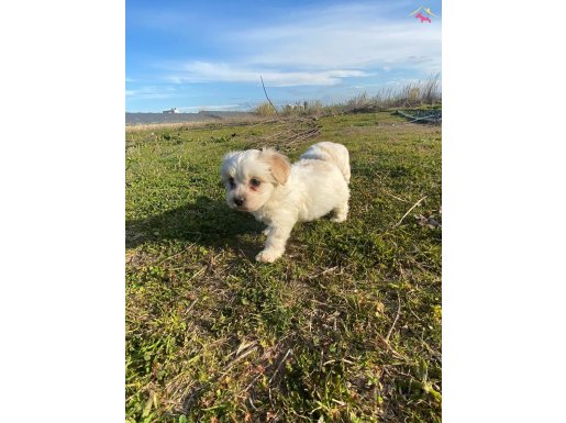oyuncak gibi maltipoo bebeklerimiz 