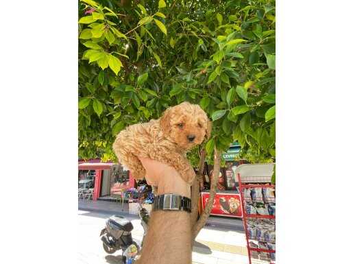 show kalite toy poodle