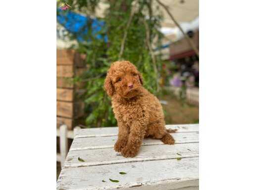 Yeşil gözlü pembe burun poodle 
