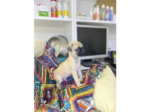 Hayatımda gördüğüm en ufak pug 