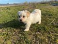 oyuncak gibi maltipoo bebeklerimiz 