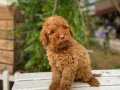 Yeşil gözlü pembe burun poodle 