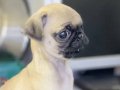 Hayatımda gördüğüm en ufak pug 