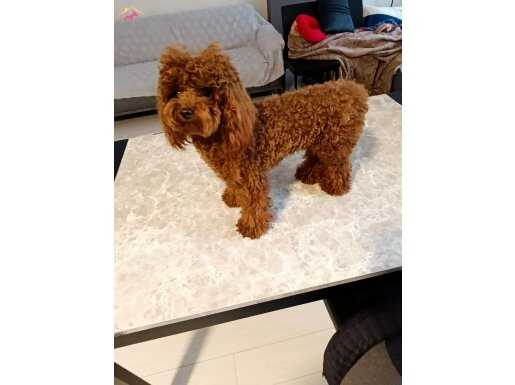 0 numara toy poodle kahverengi acil