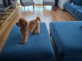Gerçek toy poodle