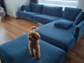 Gerçek toy poodle