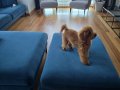 Gerçek toy poodle süpriz yok
