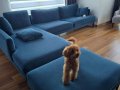 Gerçek toy poodle süpriz yok