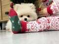 Pomeranian boo orijinal 0 burun tam aşılı 3 aylık 