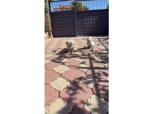45 günlük kar beyazı terrier 2 adet