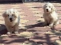 45 günlük kar beyazı terrier 2 adet