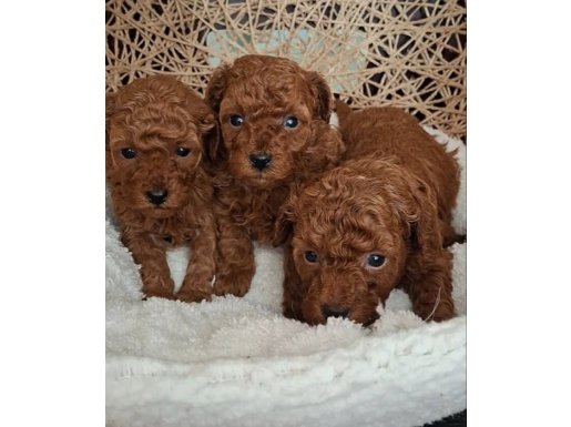 Avuç İçi Kadar Mutluluk: Kore Kan Hattı Micro Toy Poodle  