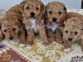 Poodledan Farksız Maltipoo