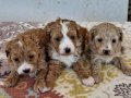 Poodledan Farksız Maltipoo
