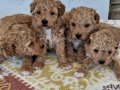Poodledan Farksız Maltipoo