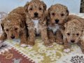 Poodledan Farksız Maltipoo