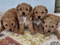 Poodledan Farksız Maltipoo