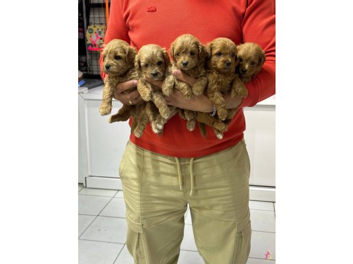 Irk sağlık garantili WC eğitimli bebekler