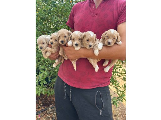 WC eğitimli sağlık ırk garantili 